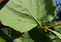 Tilia × europaea