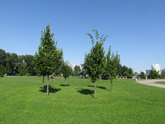 Tilia × europaea
