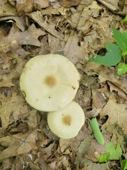 Melanoleuca alboflavida