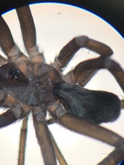 Kukulcania hibernalis
