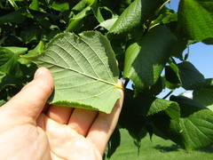 Tilia × europaea