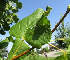 Tilia × europaea