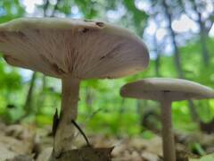 Melanoleuca alboflavida