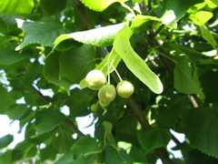 Tilia × europaea