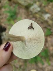 Melanoleuca alboflavida