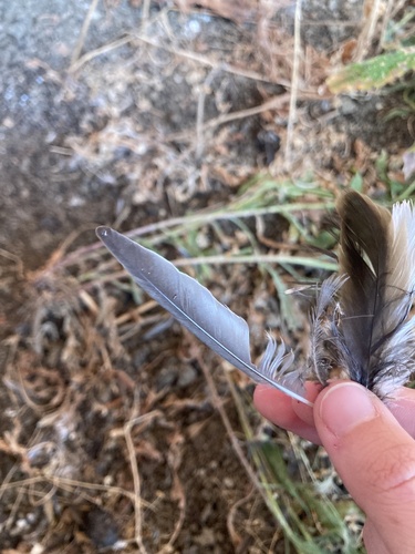 Plume de Hirondelle de rivage