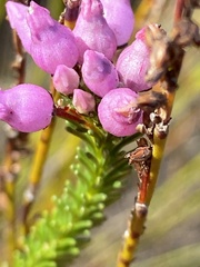 Erica obliqua