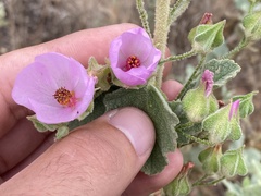 Malacothamnus foliosus