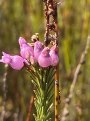 Erica obliqua