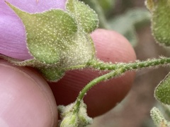 Malacothamnus foliosus