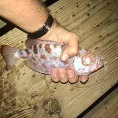 Heteropriacanthus cruentatus