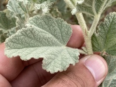 Malacothamnus foliosus