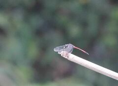 Agrionoptera insignis