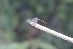 Agrionoptera insignis