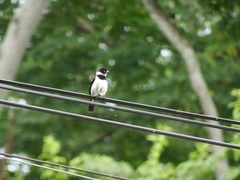 Sporophila morelleti