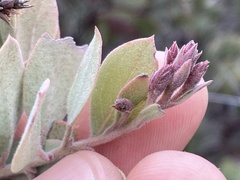 Arctostaphylos moranii