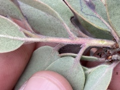 Arctostaphylos moranii