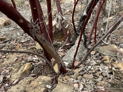 Arctostaphylos moranii
