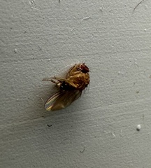 Ormia