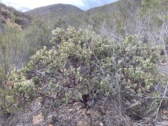 Arctostaphylos moranii