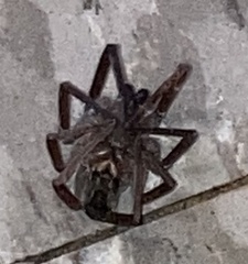 Kukulcania hibernalis