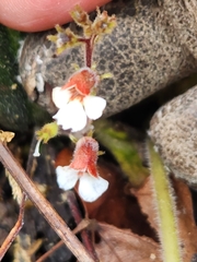 Gloxinia erinoides