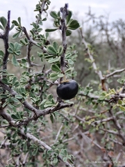 Condalia spathulata