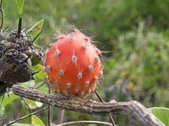 Peniocereus striatus
