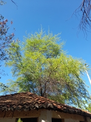 Prosopis