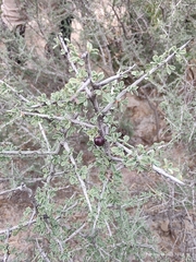 Condalia spathulata
