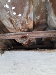 Polistes canadensis