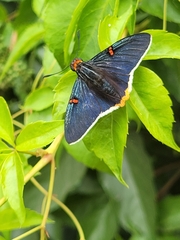 Phocides polybius