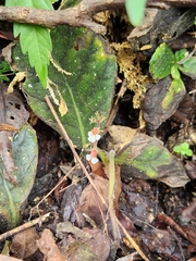 Gloxinia erinoides