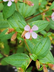 Schwackaea cupheoides