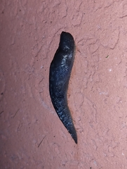 Limacidae
