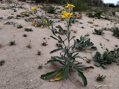 Psilostrophe gnaphalodes