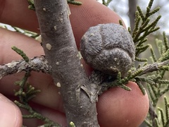Cupressus forbesii