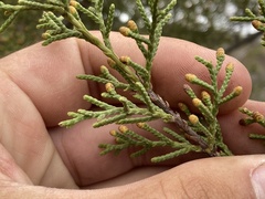 Cupressus forbesii
