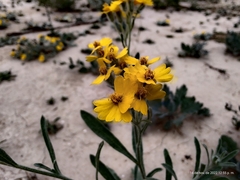 Psilostrophe gnaphalodes