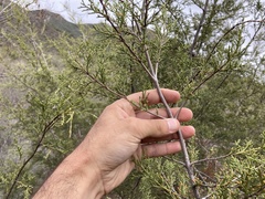 Cupressus forbesii