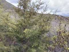Cupressus forbesii