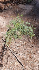 Prosopis strombulifera