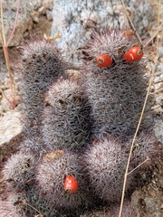 Mammillaria albicans