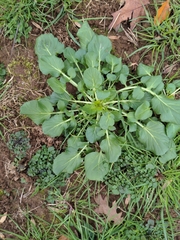 Barbarea vulgaris