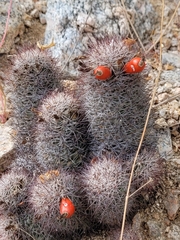 Mammillaria albicans