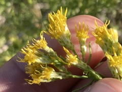 Xylothamia diffusa