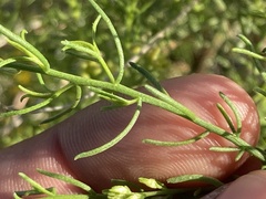 Xylothamia diffusa