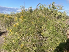 Xylothamia diffusa