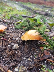Gymnopilus penetrans