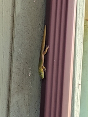 Phelsuma laticauda laticauda